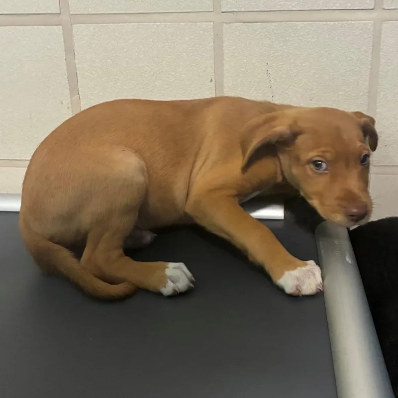 A baby medium-sized male Brown / Chocolate Hound dog named Samson for adoption in Bryan, TX