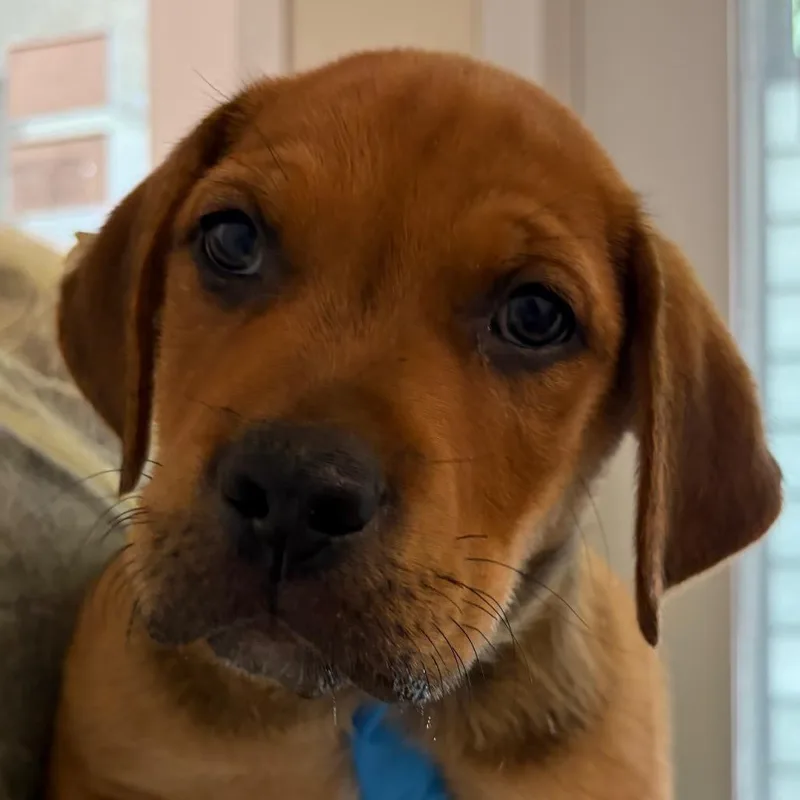 A baby small-sized male Brown / Chocolate Mixed Breed dog named Sam for adoption in Middletown, RI