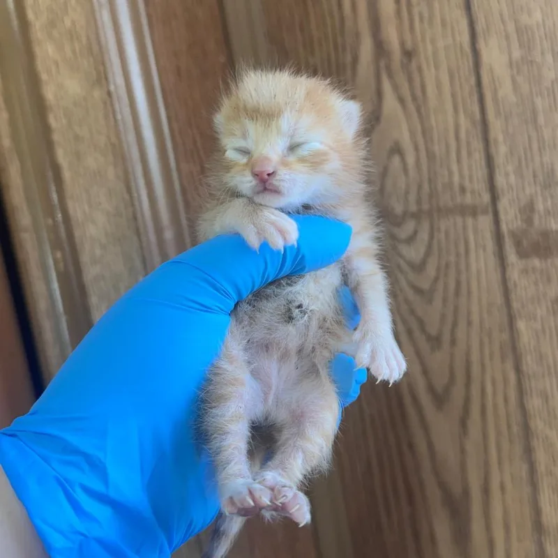 A baby small-sized male Orange / Red Domestic Short Hair cat named Butter for adoption in Columbiana, AL