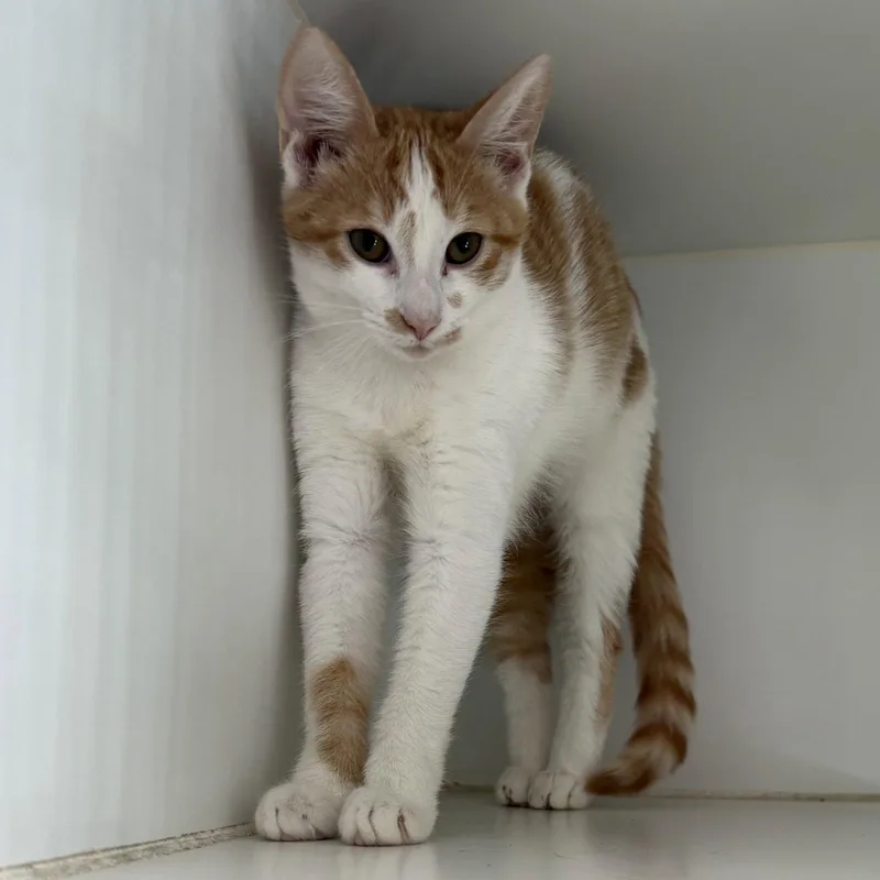 A young medium-sized female Domestic Short Hair cat named Mango for adoption in Oakland, CA