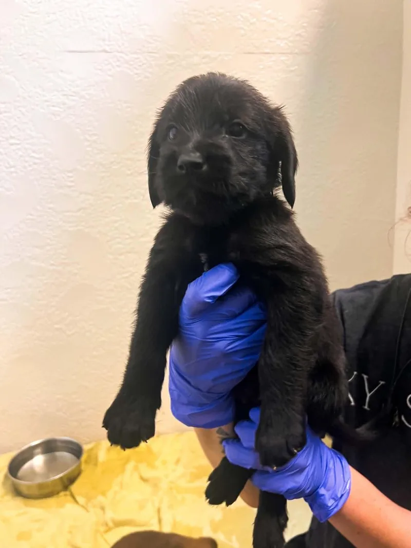 A baby medium-sized male Poodle dog named Houdini for adoption in Richmond, KY