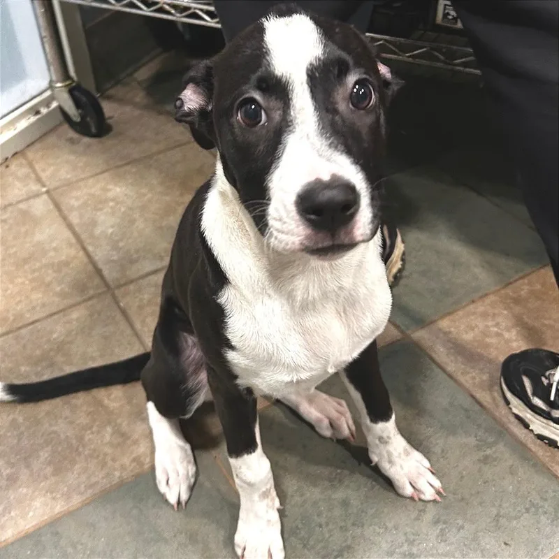 A baby medium-sized female Black Mixed Breed dog named Critter for adoption in Chattanooga, TN