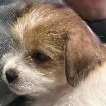 A baby small-sized female Mixed Breed dog named Corona w Lime for adoption in Pleasanton, CA