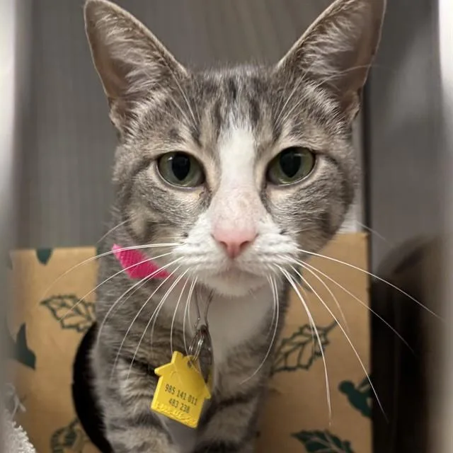 A young small-sized female Domestic Short Hair cat named Tabs for adoption in St. Louis, MO