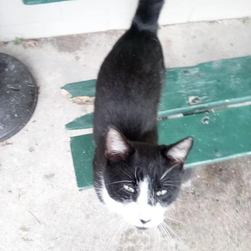 A young small-sized male Black Domestic Short Hair cat named Found Postville  IA for adoption in Rochester, MN