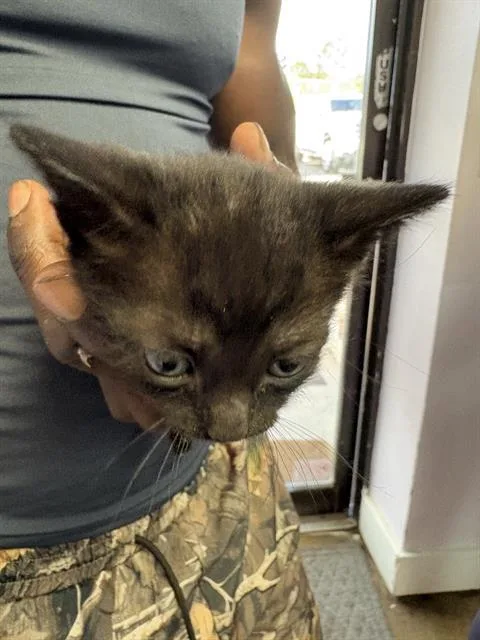 A baby small-sized female Domestic Short Hair cat named Cabbage Patch Baby for adoption in Fort Walton Beach, FL