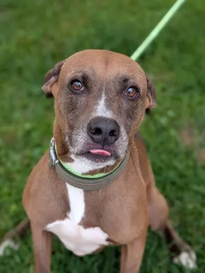 A senior large-sized male Pit Bull Terrier dog named Kenny for adoption in Gulfport, MS