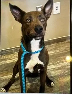 A young large-sized female Shepherd dog named Asti Yrly for adoption in Sidney, OH