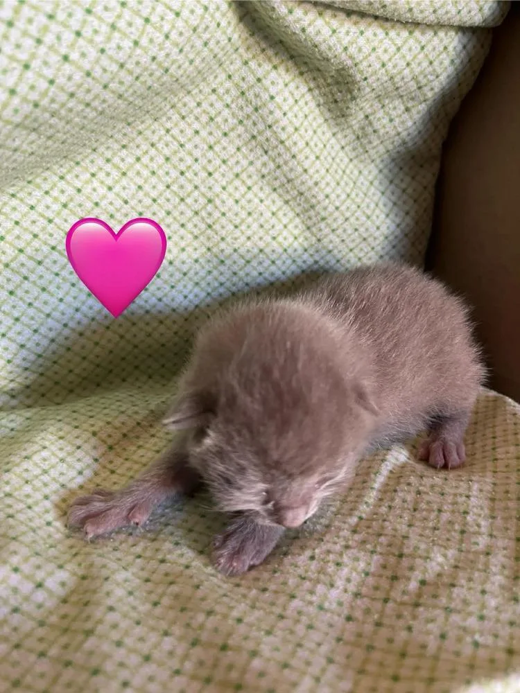 A baby small-sized female Brown / Chocolate Domestic Short Hair cat named Lily for adoption in Virginia Beach, VA