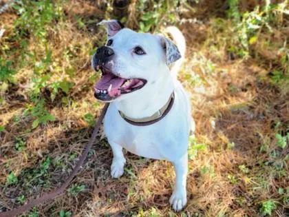 An adult large-sized female Pit Bull Terrier dog named Ruby for adoption in Cincinnati, OH