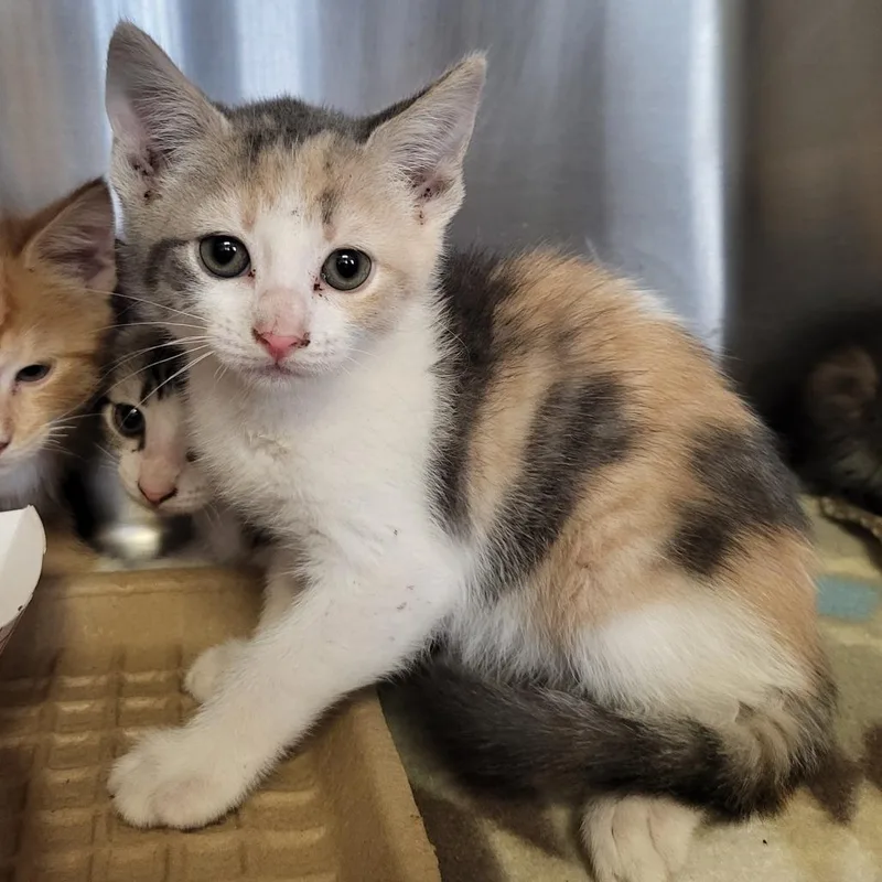 A baby small-sized female Calico Domestic Short Hair cat named Skye for adoption in Lake Panasoffkee, FL