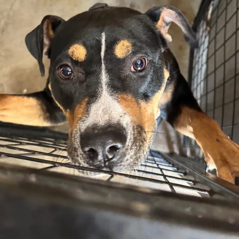 An adult medium-sized female Black Pit Bull Terrier dog named Joyce for adoption in Birmingham, AL