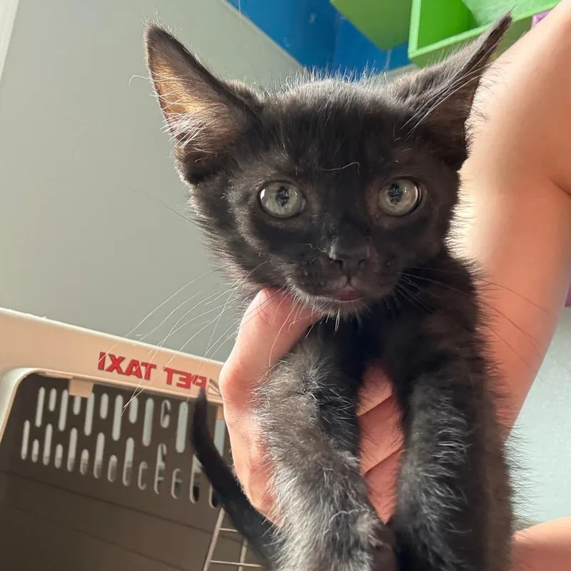 A baby small-sized male Black Domestic Short Hair cat named Bret "The Hitman" Hart for adoption in West Des Moines, IA