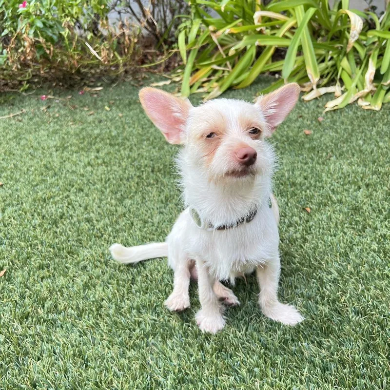 A young small-sized male Chihuahua dog named Ernie Benefactor Dog for adoption in New Orleans, LA