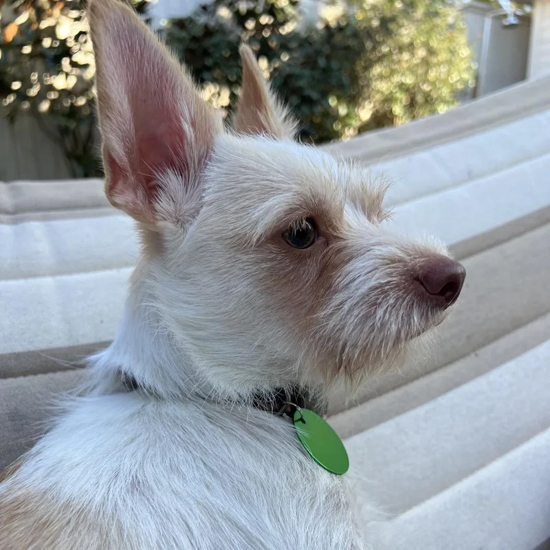 Ernie Benefactor Dog thumbnail 2
