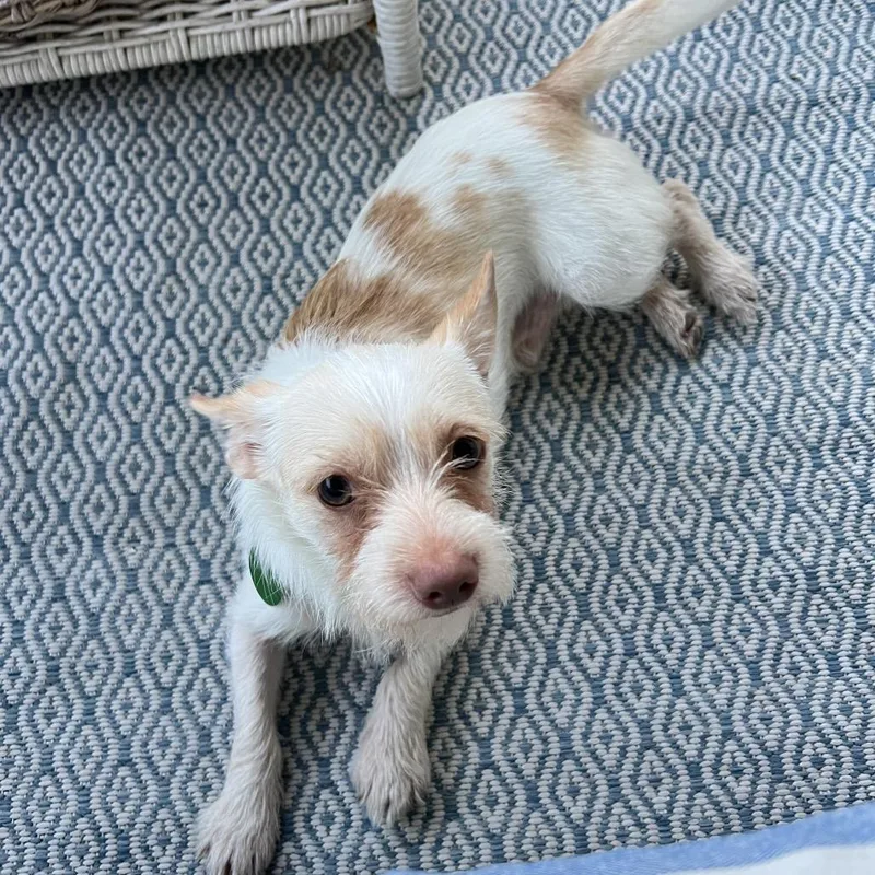 Ernie Benefactor Dog thumbnail 3