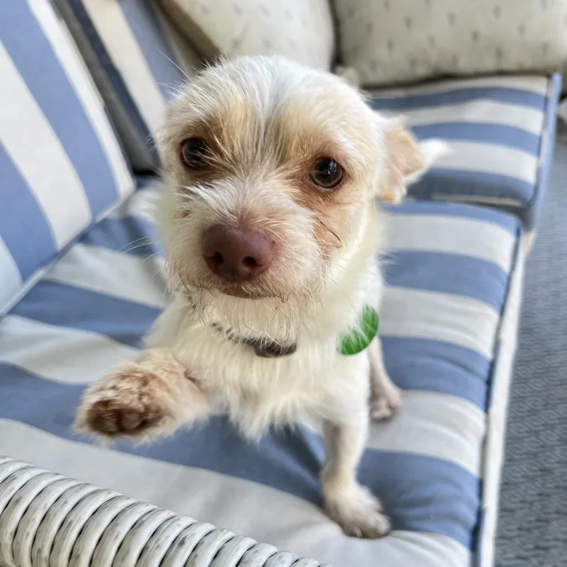 Ernie Benefactor Dog thumbnail 4
