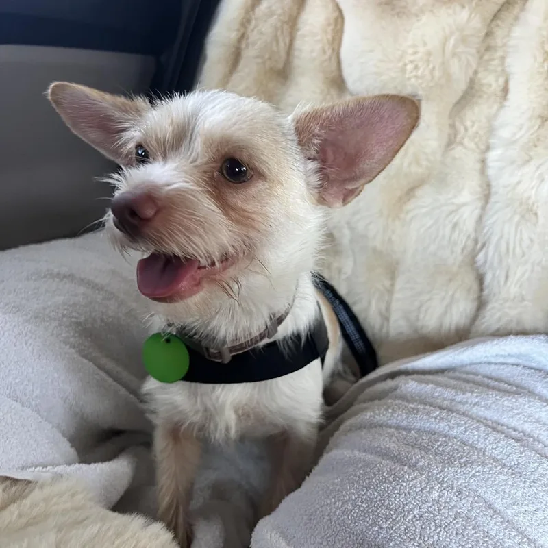 Ernie Benefactor Dog thumbnail 5