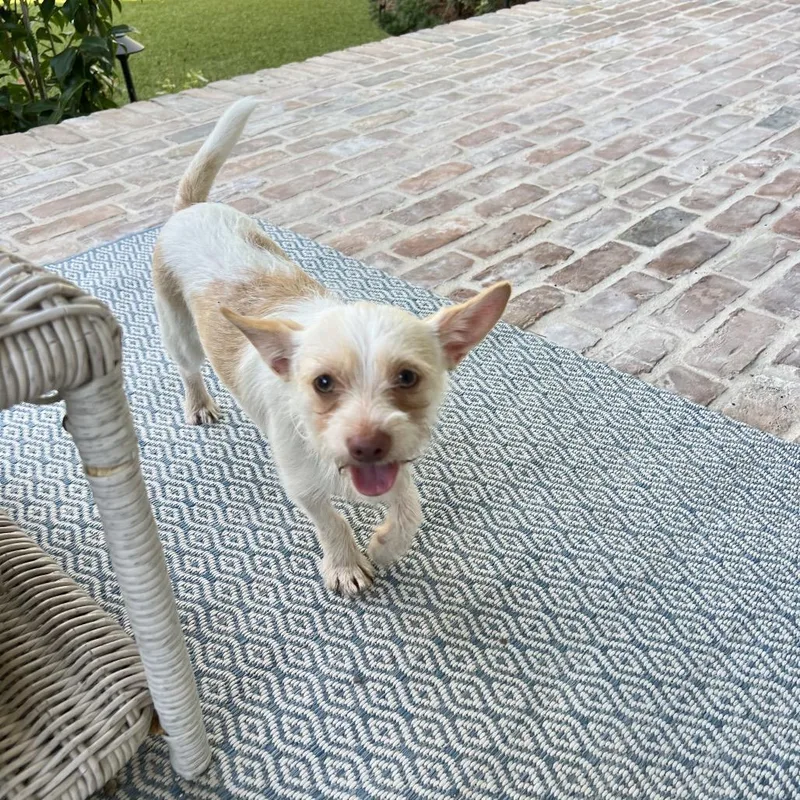 Ernie Benefactor Dog thumbnail 6