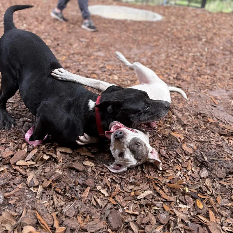 A young medium-sized female White / Cream Mixed Breed dog named Socks for adoption in Titusville, FL