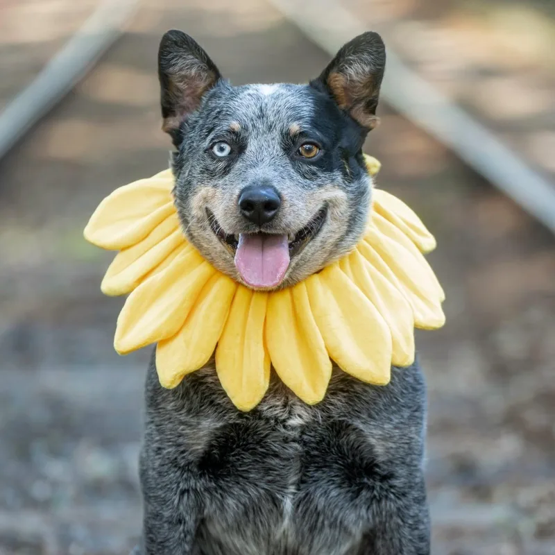 An adult medium-sized male Gray / Blue / Silver Australian Cattle Dog / Blue Heeler dog named Sumo for adoption in Placerville, CA