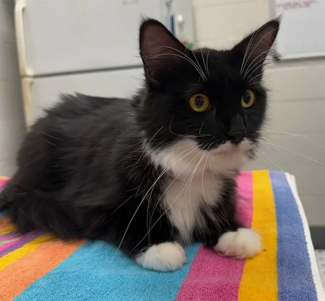 A young medium-sized female Domestic Medium Hair cat named Miss Ella for adoption in Peoria, IL