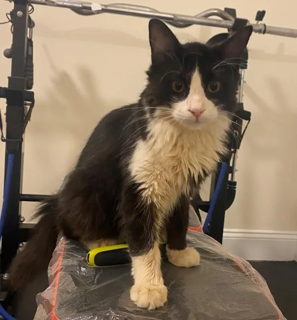 A young medium-sized male Domestic Long Hair cat named Zack for adoption in Staten Island, NY
