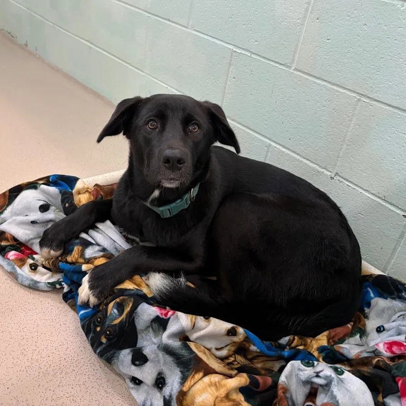 An adult small-sized female Black Retriever dog named Ducky for adoption in Newark, NJ
