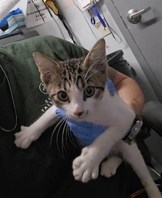 A baby small-sized male Domestic Short Hair cat named Freddy for adoption in Tallahassee, FL