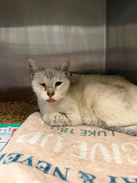 An adult medium-sized female Domestic Short Hair cat named Bambi for adoption in Ontario, CA