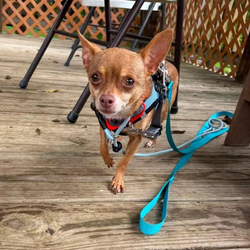 An adult small-sized male Yellow / Tan / Blond / Fawn Chihuahua dog named Buster for adoption in Phoenixville, PA