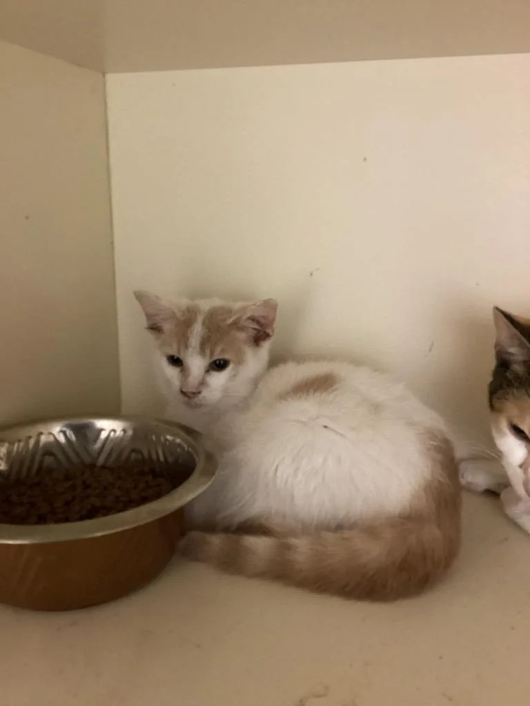 A baby medium-sized male Domestic Short Hair cat named Emperor for adoption in Bloomington, IN