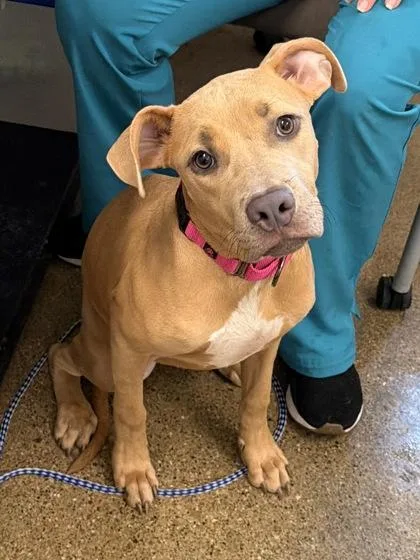 A baby medium-sized female Pit Bull Terrier dog named Magenta for adoption in Cleveland, OH