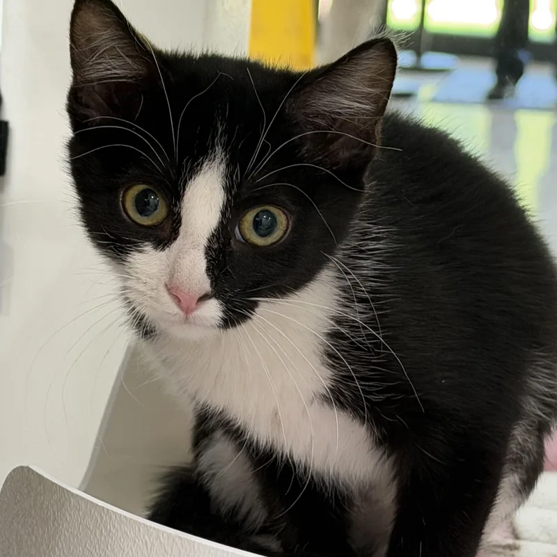 A young medium-sized female Black & White / Tuxedo Domestic Short Hair cat named Jackie for adoption in Sherman, TX