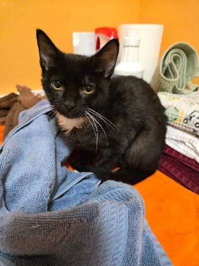 A baby medium-sized female Black & White / Tuxedo Domestic Short Hair cat named Gremlin for adoption in Mokena, IL