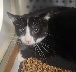 An adult large-sized male Domestic Short Hair cat named Joker for adoption in Kansas City, MO