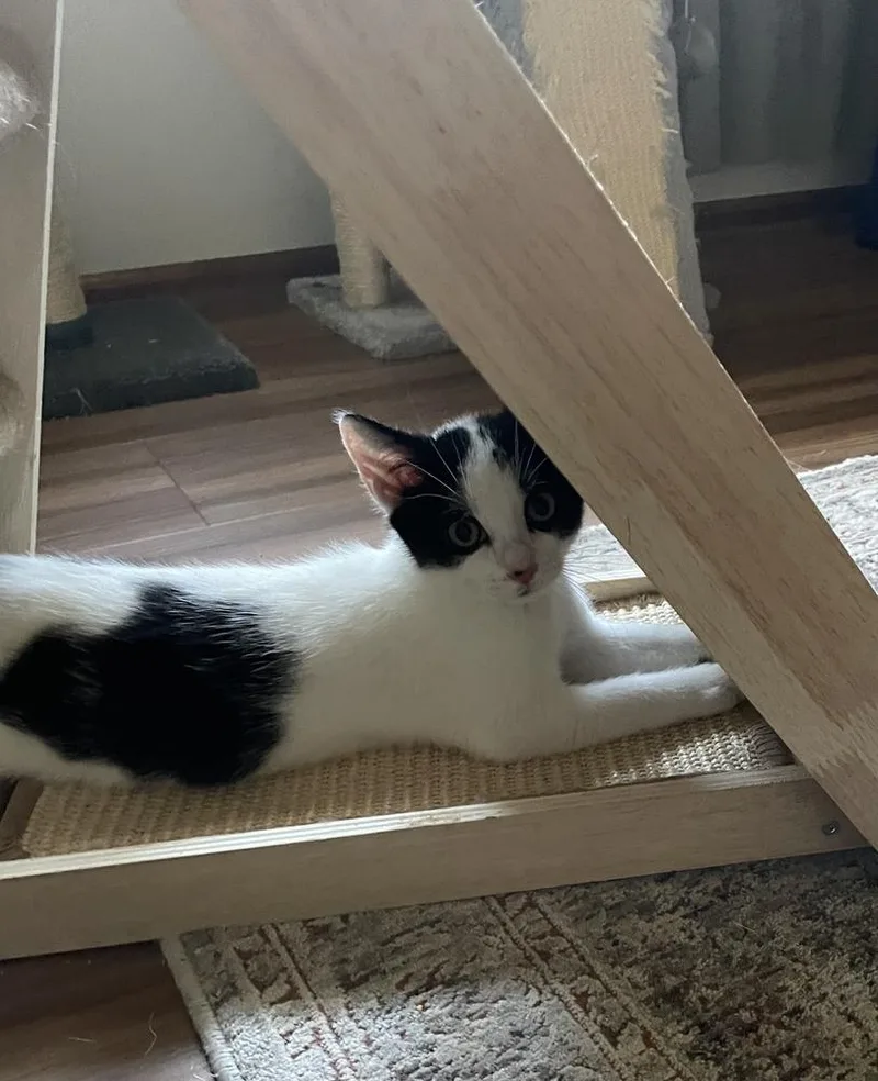 A baby medium-sized male Black & White / Tuxedo Domestic Short Hair cat named Moo Moo for adoption in Milltown, NJ