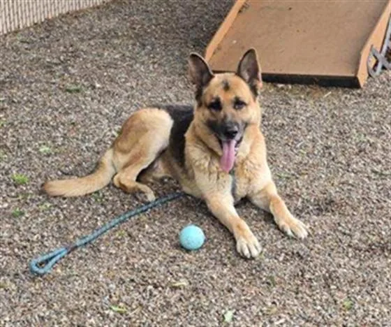 An adult extra large-sized male German Shepherd Dog dog named Zeke for adoption in Lincolnton, NC