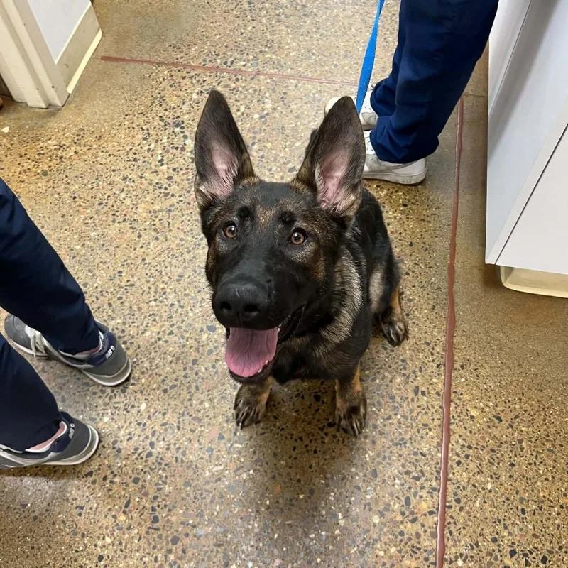 A baby small-sized female Sable German Shepherd Dog dog named River D for adoption in Princeton, MN