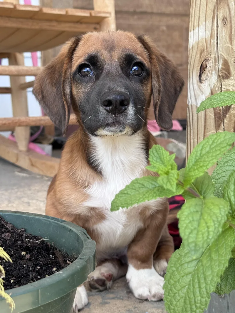A baby small-sized male Beagle dog named Homer for adoption in Dayton, TN