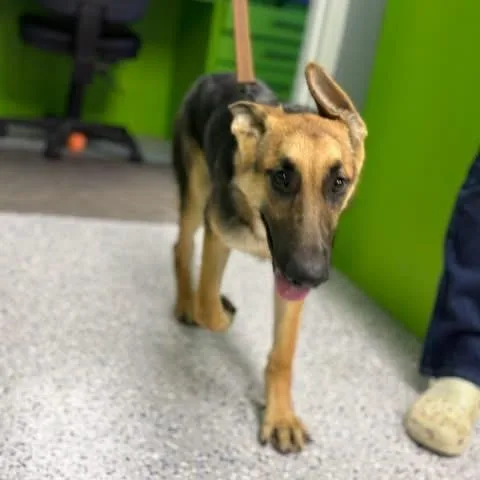 A young medium-sized male German Shepherd Dog dog named Goose for adoption in Tyler, TX