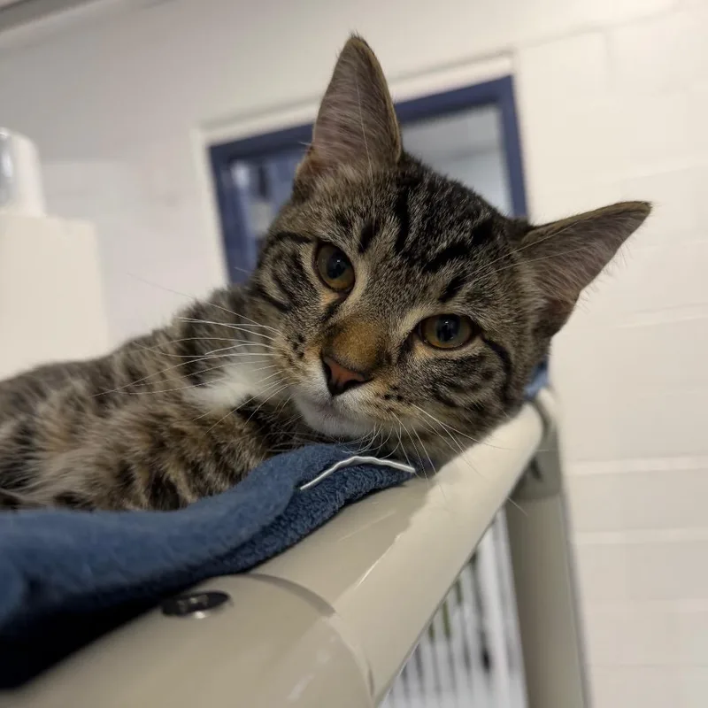 A baby small-sized male Black Domestic Short Hair cat named Doe for adoption in Hampton Bays, NY