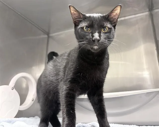 A baby medium-sized male Domestic Short Hair cat named Peanut for adoption in Kent, WA