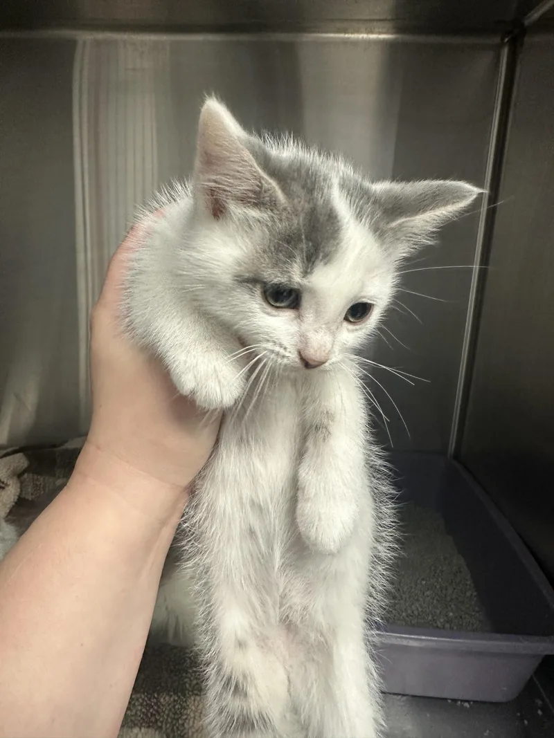 A baby small-sized male Domestic Short Hair cat named Guava for adoption in Grand Rapids, MI