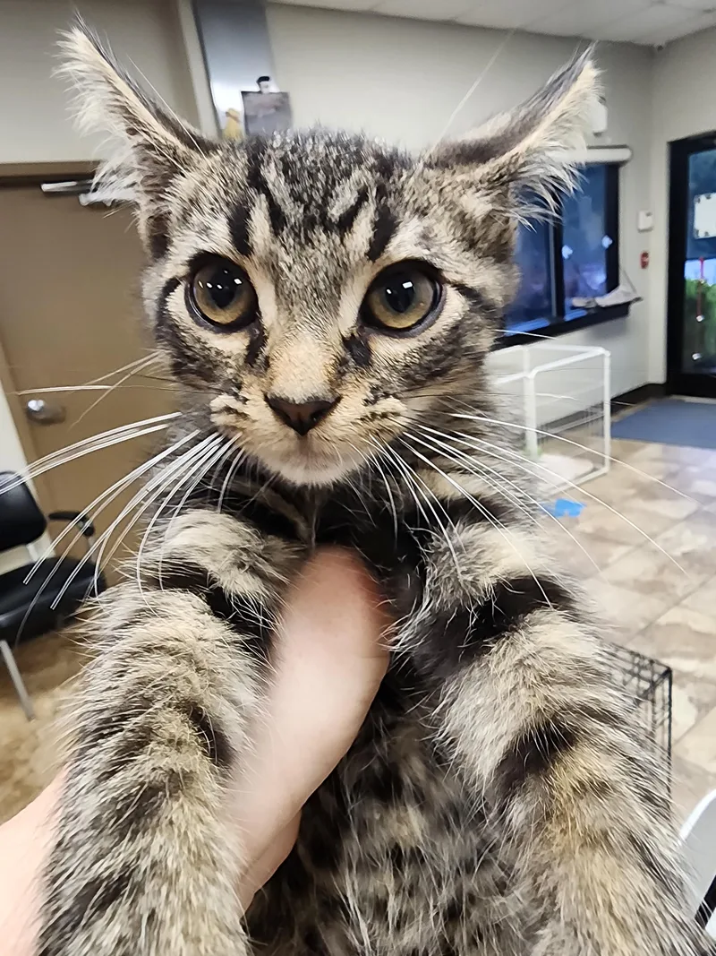 A baby small-sized male Domestic Short Hair cat named Maxwell $ for adoption in Seneca, SC