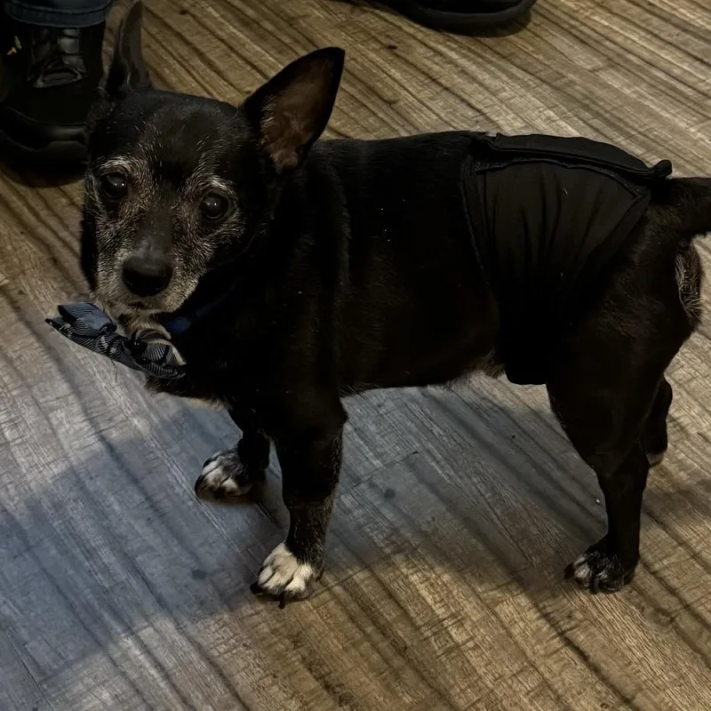 Marley Rocky thumbnail 2