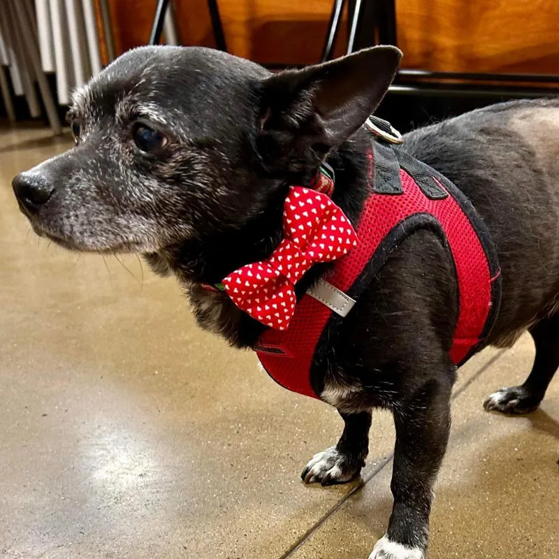 Marley Rocky thumbnail 4