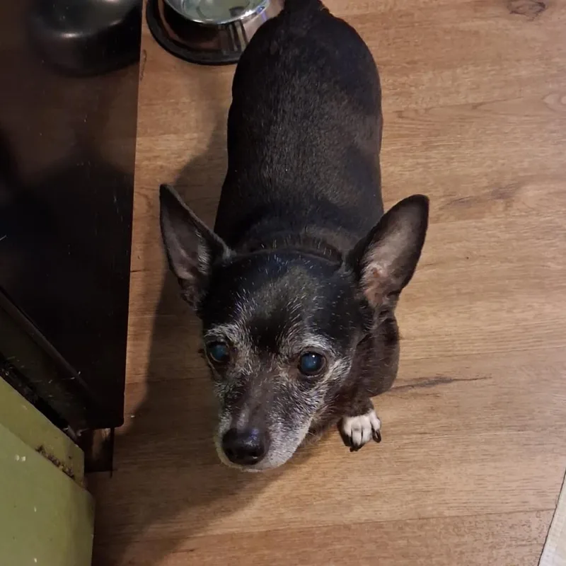 Marley Rocky thumbnail 5