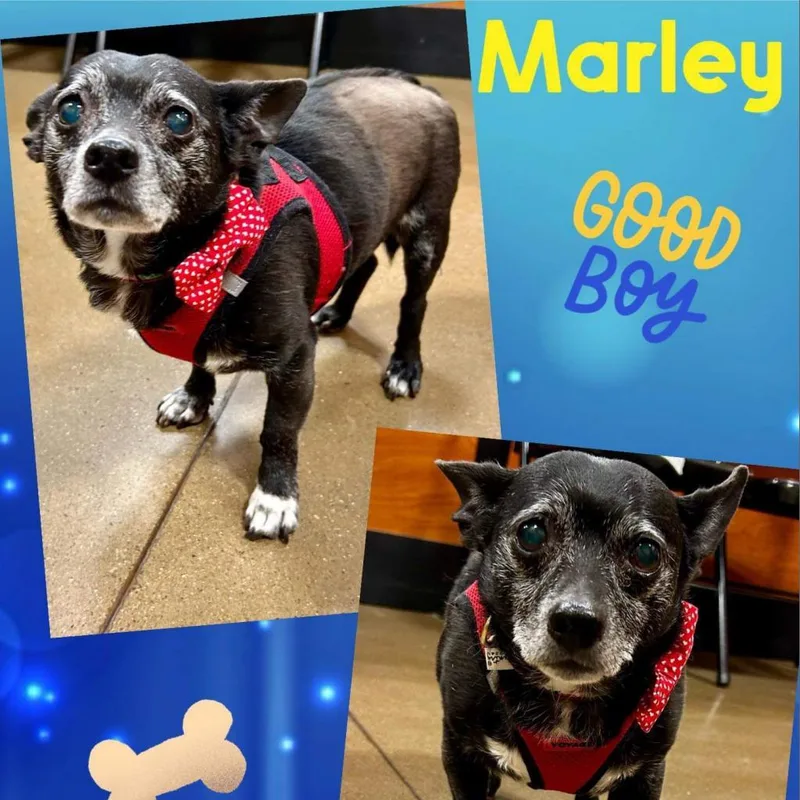 Marley Rocky thumbnail 6