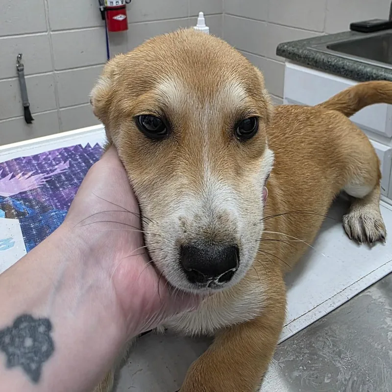 A baby small-sized male Yellow / Tan / Blond / Fawn Mixed Breed dog named Dover for adoption in Huntsville, AL